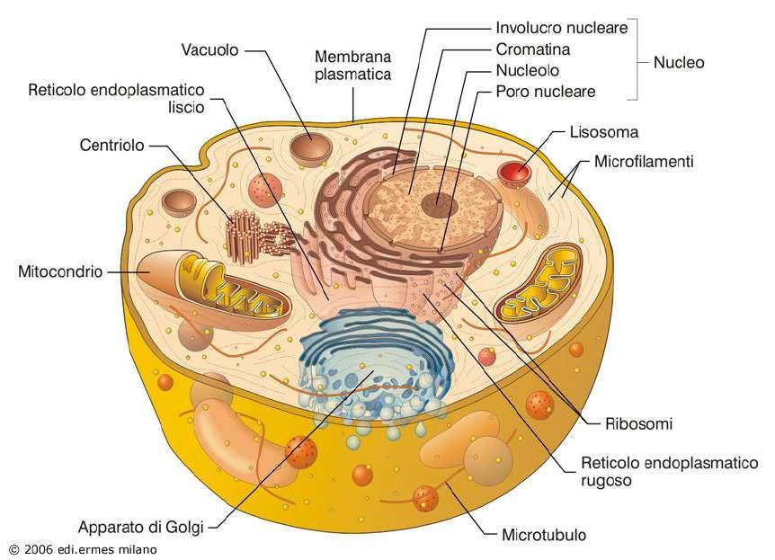 CITOPLASMA E