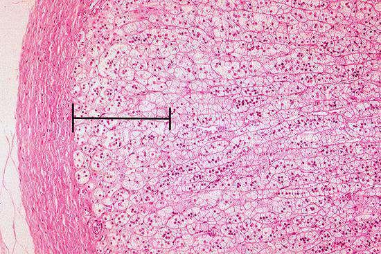 nelle cellule epiteliali epatiche (detossificazione dei