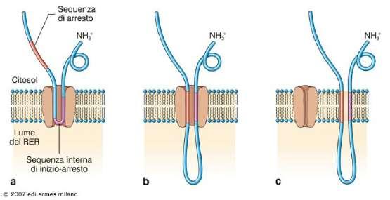 Maturazione proteica nel lume
