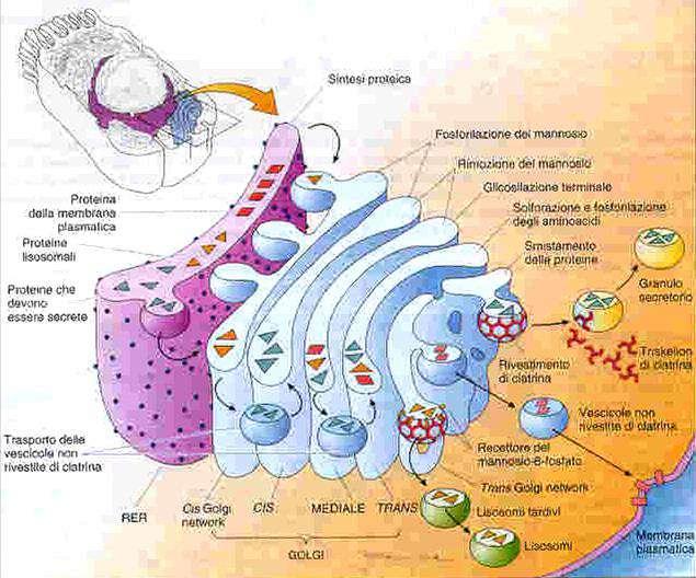 Apparato del Golgi Le proteine presentano un particolare segnale che le dirige verso il Golgi Durante questi