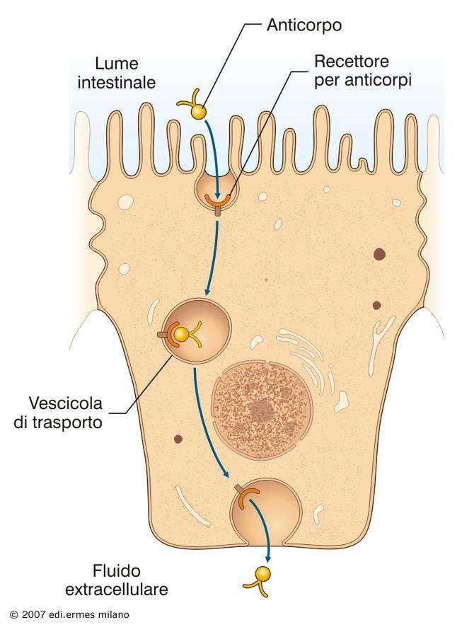 Transcitosi Esempio: