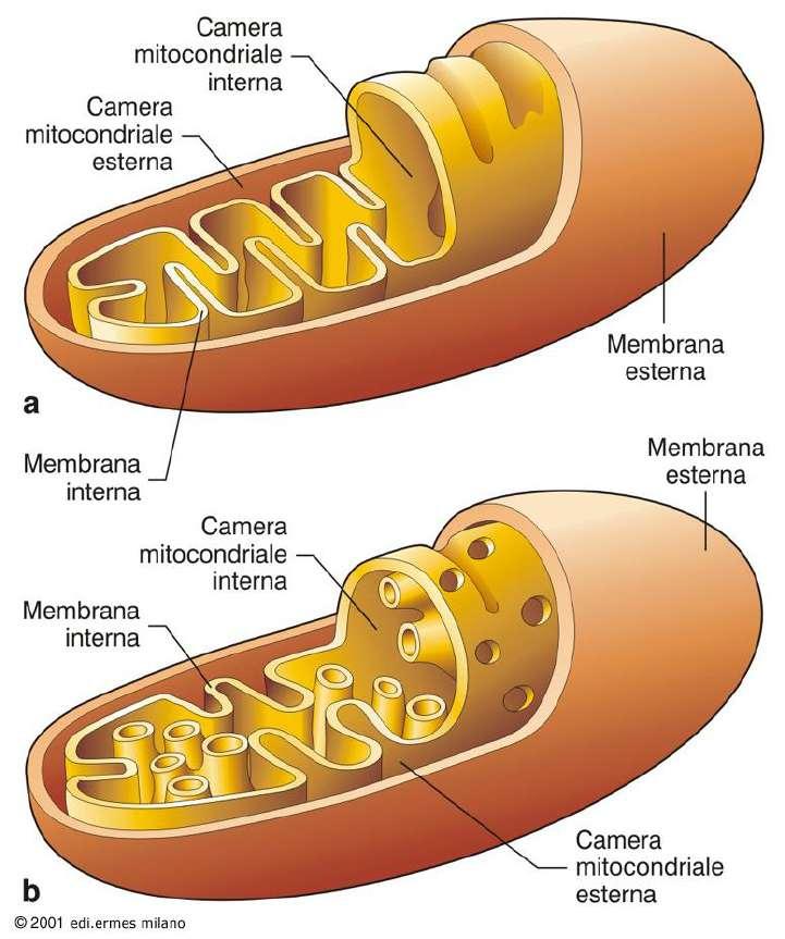 Mitocondri La membrana interna e quella esterna sono di natura