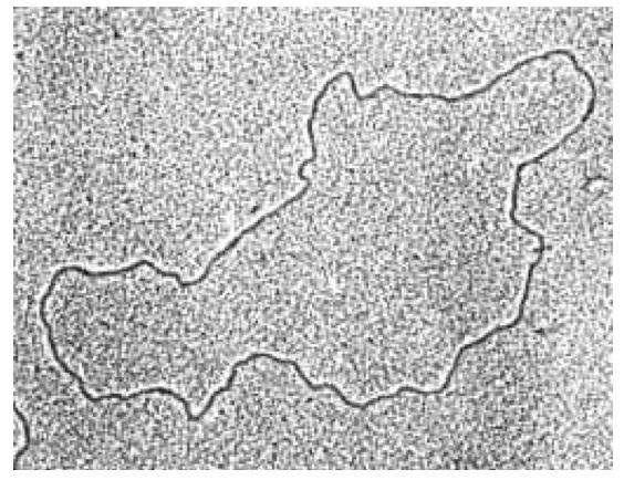 DNA Mitocondriale!