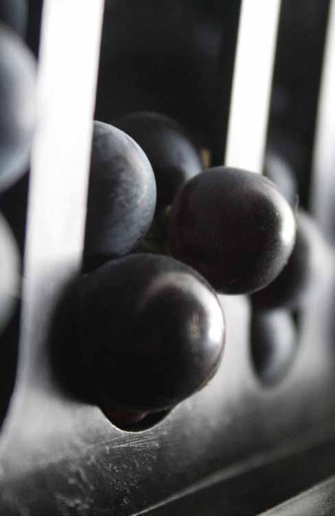 13,5% vol 750 ml 18-20 C MERLOT INDICAZIONE GEOGRAFICA TIPICA VENETO Castelforte Merlot è un vino strutturato, intenso e complesso al naso.