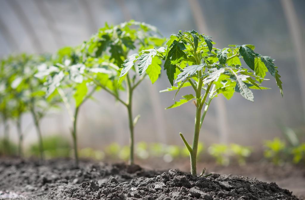 LE VARIETÀ Molte le cultivar antiche di Pomodori che oltre a differenziarsi per il portamento della pianta si possono raggruppare anche per l utilizzo finale: è possibile infatti dividere i pomodori