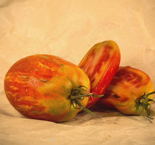 Pezzatura del frutto circa 150-180 g. POMODORO LAMPADINA GIALLO Frutti di media pezzatura dalla tipica forma a pera o lampadina, dal colore giallo intenso. Pianta molto produttiva.