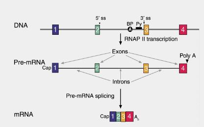 RNA