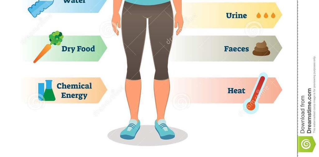 Metabolismo energetico: Aumento del metabolismo energetico, Aumento del consumo di ossigeno, Produzione di calore