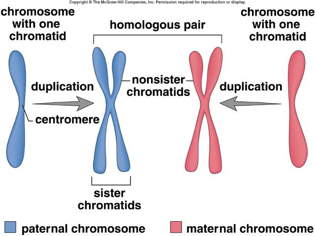 Telomero p Paio di cromosomi omologhi Centromero