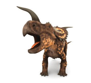 Denominato da: Richard Swann Lull nel 1905 Scoperta: L'unico fossile di Diceratopo mai trovato è un frammento di cranio rinvenuto vicino a Lightning Creek nella contea di Niobrara, Wyoming orientale,