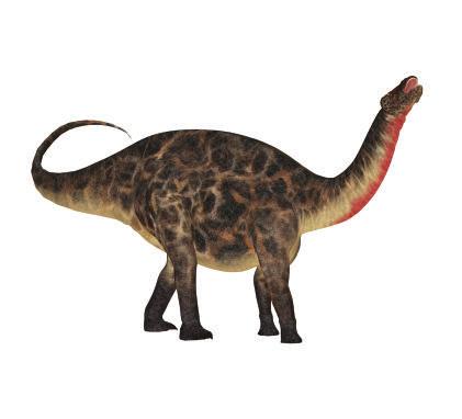 000kg 20.000kg. Caratteristiche: Il Diplodoco camminava lentamente su quattro zampe simili a quelle di un elefante, e aveva un collo da 8 m e una coda a frusta da 14 m.