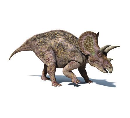 Nome Stiracosauro Pronuncia: STI-ra-co-sau-ro Significato: "Lucertola fornita di punte" Periodo: Tardo Cretaceo (76-70 milioni di anni fa) Dimensioni: 5,5m lungh., 1,8m alt.