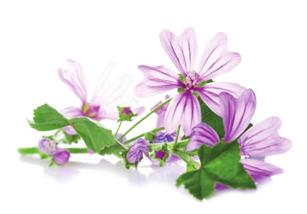 MALVA MALVA Pianta di cui possiamo utilizzare i germogli, le foglioline ma anche i fiori freschi per arricchire le insalate primaverili. La raccolta dei fiori si esegue a mano durante la fioritura.