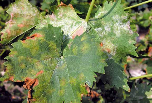 SPERIMENTAZIONI CONDOTTE A CALOSSO (ASTI) NEL 2014 Contro la peronospora su vite i CAA sono ancora validi LE PROVE avevano lo scopo di valutare la validità dei principali antiperonosporici