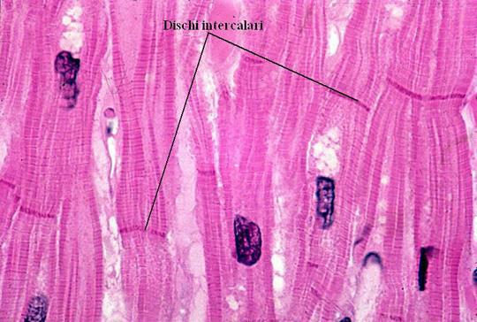 Esse sono costituite da membrane interdigitate collegate da desmosomi che mantengono unite tra loro cellule adiacenti.