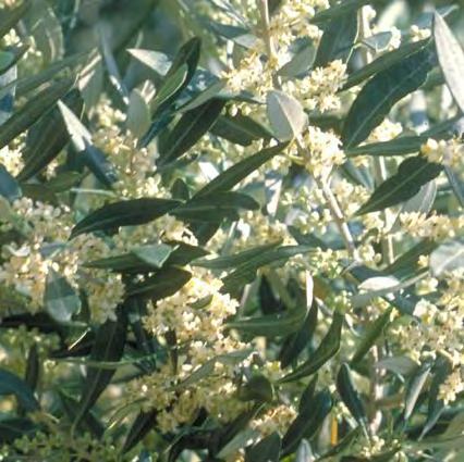 olive 7 aiutanti nella storia di Noè, la colomba torna con il ramo di ulivo a rappresentare che il diluvio era terminato simbolo di pace, riconciliazione e