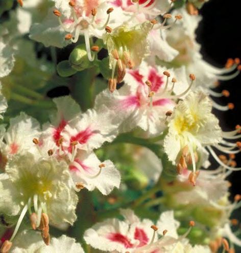 19 assistenti white chestnut il metodo perfetto per essere pienamente se stessi è con pensieri calmi e la meditazione; cerchiamo una