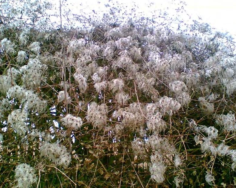 clematis 12 guaritori è una pianta rampicante che non ha mezzi di sostegno propri e si appoggia ad alberelli e cespugli per andare in alto i fiori bianco panna non hanno intensità di colore crescendo