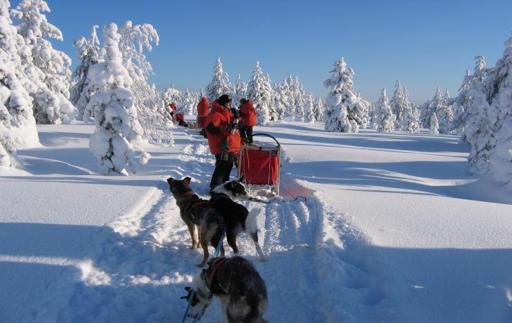 Svolgimento del programma: Sabato: Trasferimento dall'areoporto di Kittilä fino a Äkäskero direttamente al campo base delle slitte trainate dai cani.