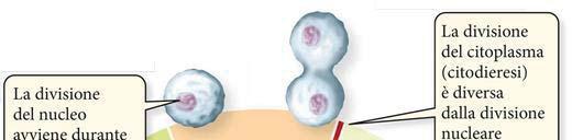 riproduzione (riproduzione asessuata): per gli unicellulari (es.