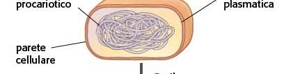 riproduzione asessuata: Mitosi nei procarioti Gli organismi