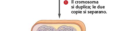 binaria = riproduzione asessuata In questa riproduzione la