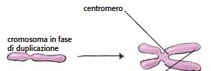 DNA umano e Cromosomi Il DNA umano è lungo complessivamente 2,5 m Nel 1956 Joe Hin Tjio e Albert Levan scoprirono che il numero