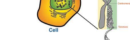 I 46 cromosomi sono suddivisi in 23 coppie, ovvero: 22 coppie chiamate autosomi 1 coppia di cromosomi sessuali o eterocromosomi