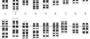 9 Importante: i cromosomi simili (detti omologhi) contengono le stesse informazioni genetiche, cioè contengono geni simili GENE = tratto