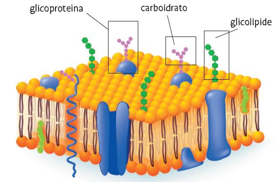 Gli oligosaccaridi sono costituiti dall unione di