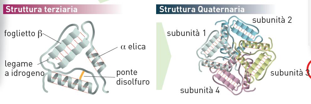 15. Le proteine In seguito ai legami che si formano, le catene polipeptidiche si ripiegano a formare la struttura terziaria.