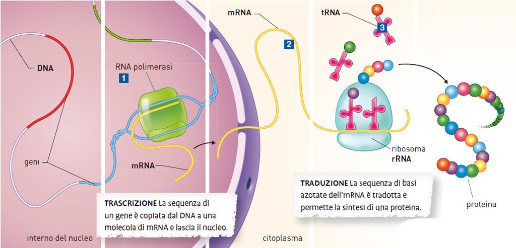 5. Il dogma centrale della biologia L rrna con alcune proteine forma i ribosomi, dove si ha la sintesi proteica.