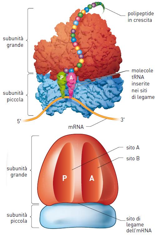 9. I ribosomi e l RNA di trasporto La traduzione avviene nei ribosomi, piccole strutture