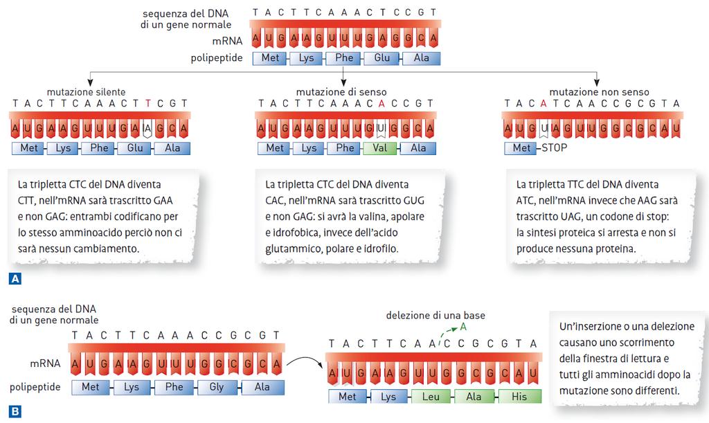12. Le mutazioni geniche Mutazioni per