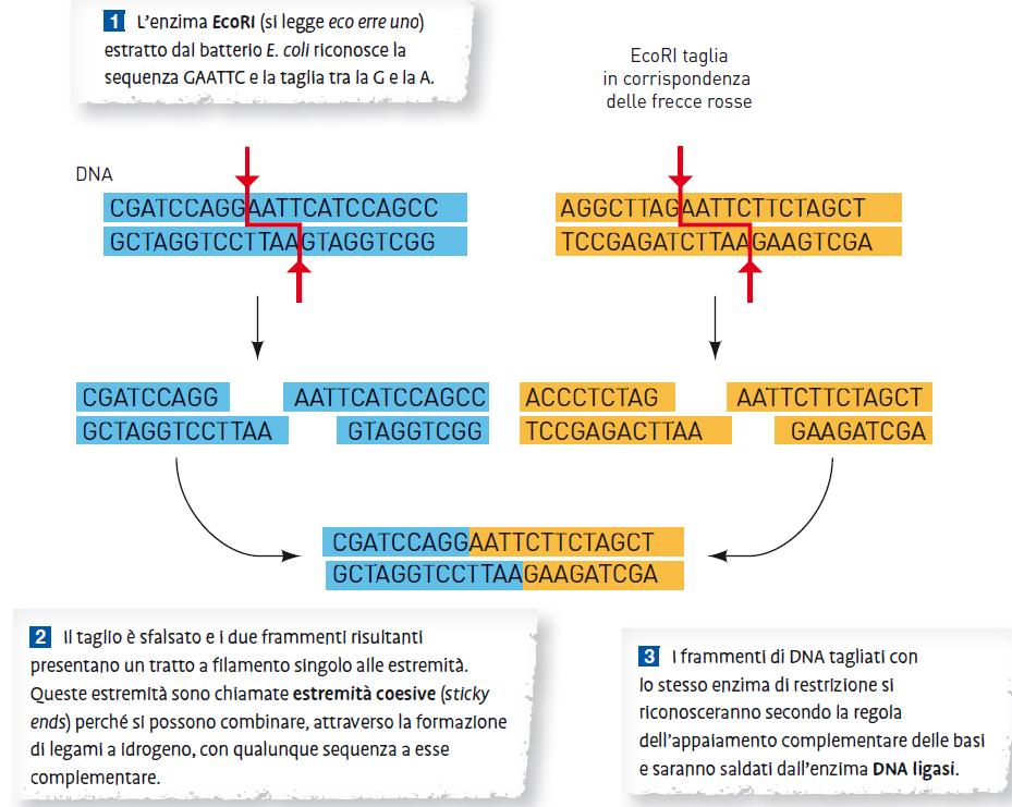 17. Gli strumenti del biotecnologo Con gli enzimi di restrizione si può ritagliare una parte di DNA da inserire su un altro organismo.