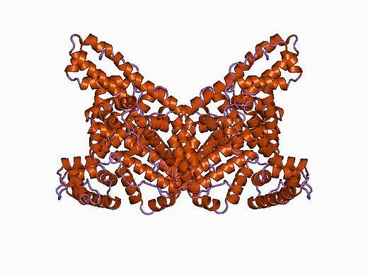 LE PROTEINE: copolimeri di AMMINOACIDI