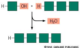 molecola d acqua) La demolizione dei polimeri biologici avviene mediante reazioni di