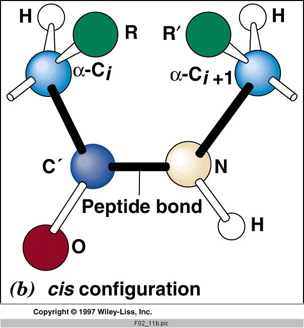 Peptidi e proteine Configurazioni cis e trans Generalmente la