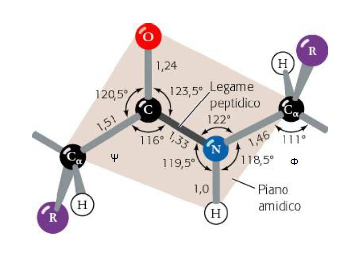 Peptidi e proteine Legame peptidico Gli atomi di carbonio e di azoto coinvolti nel legame peptidico e gli atomi ad essi legati