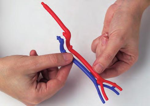 inserisci i perni posteriori delle vene e arterie