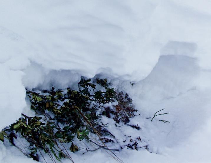 NEVE FRESCA Strato critico basale d inizio inverno Neve fresca