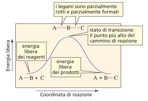 Termodinamica e cinetica di reazione Quando si usano i valori didg per costruire i diagrammi di coordinata di reazione,