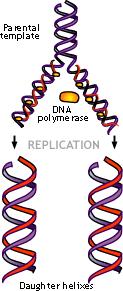 DNA polimerasi Enzima presente nel nucleo delle cellule eucariotiche che
