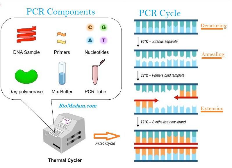 Di che cosa abbiamo bisogno per una reazione di PCR * DNAtemplato * primers