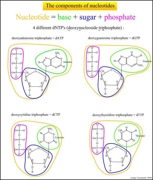 dntp s Nucleotide = base + zucchero + fosfato datp dgtp dct P dtt P Mix dei