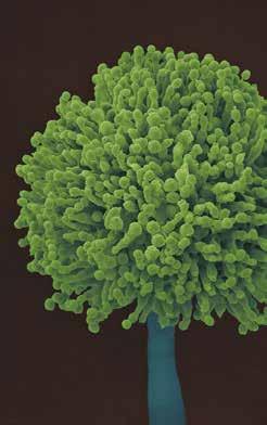 OTTENERe RISULTATI DI Aflatossina M1 IN CONFORMITA ALLA NORMA ISO14675:2003 in SOLI 75 MIN Aflatossina M1 Le aflatossine sono metaboliti tossici di grande interesse per l industria casearia,