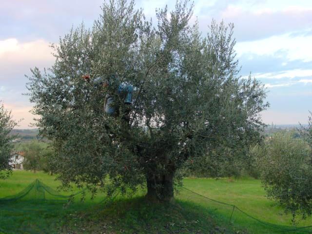 piante presenti Età delle piante ) Azienda Agricola Urbinati Emilio Villa Verucchio (RN)