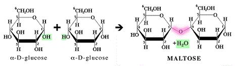 I Disaccaridi I disaccaridi sono formati da due monosaccaridi, uniti mediante un atomo di ossigeno (legame