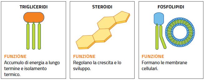 I Lipidi I lipidi svolgono quindi diversi ruoli nelle cellule: ruolo di riserva energetica: ogni grammo di sostanza grassa libera circa 40 kj di energia;