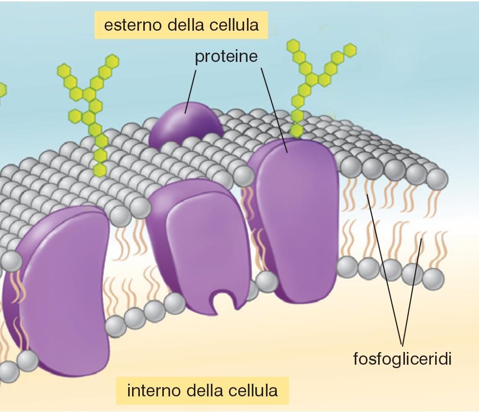 I Fosfolipidi Nelle membrane cellulari, il doppio strato lipidico isola la cellula all